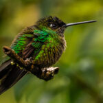 A Talamanca hummingbird, juvenile and with feathers puffed up after a tropical thunderstorm, enjoys a break from the rain (image by Gin Wilde)