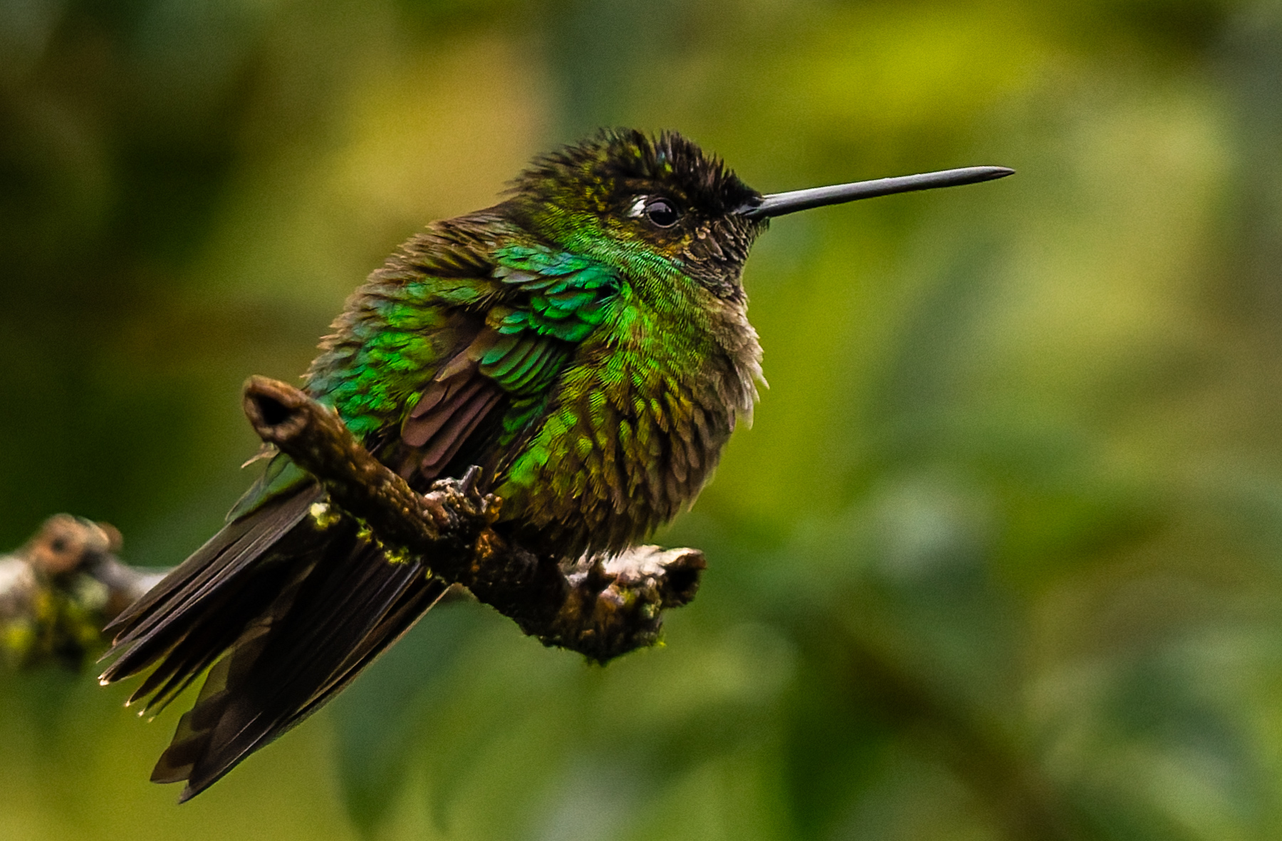 A Talamanca hummingbird, juvenile and with feathers puffed up after a tropical thunderstorm, enjoys a break from the rain (image by Gin Wilde)