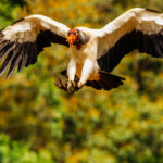 An impressive King Vulture swoops down to feed at Laguna del Lagarto, Costa Rica. King Vultures are one of the largest New World Vultures, second only to Condors (image by Gin Wilde)