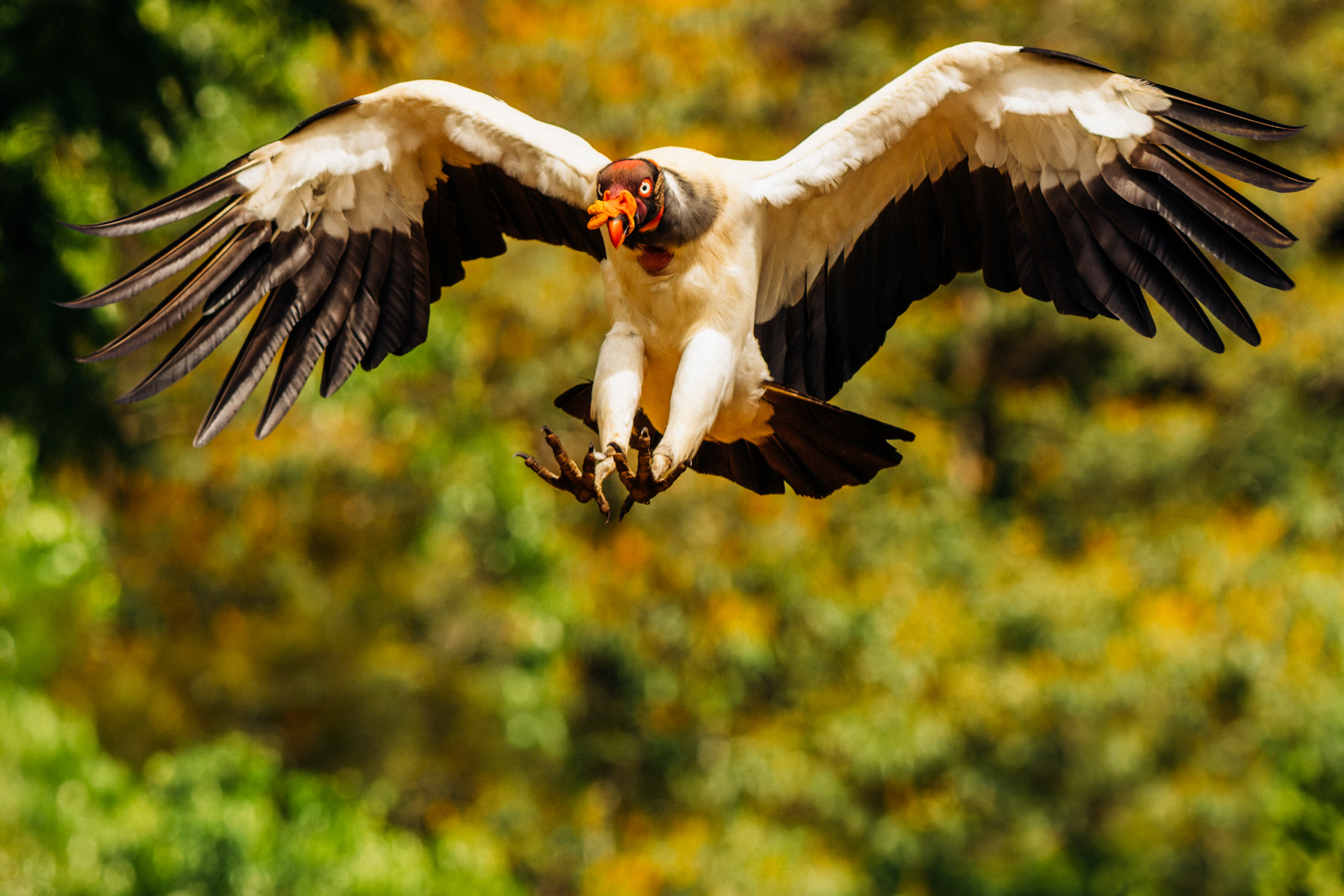 An impressive King Vulture swoops down to feed at Laguna del Lagarto, Costa Rica. King Vultures are one of the largest New World Vultures, second only to Condors (image by Gin Wilde)