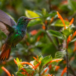 A Rufous-tailed Hummingbird dwarfed by the leaves of a tropical Ti plant in the wonderful gardens of the Hotel Bougainvillea, near San Jose (image by Gin Wilde)