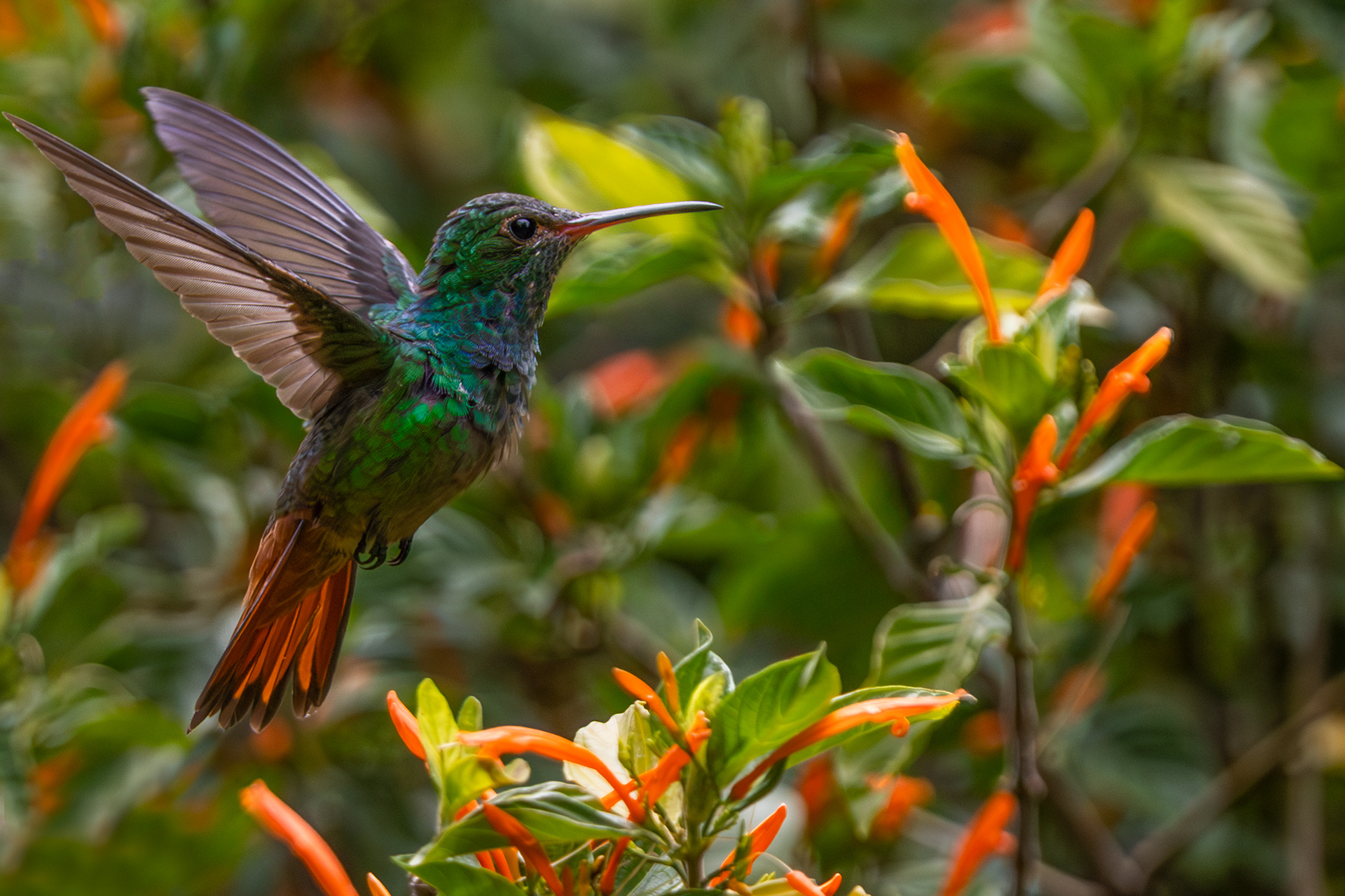 A Rufous-tailed Hummingbird dwarfed by the leaves of a tropical Ti plant in the wonderful gardens of the Hotel Bougainvillea, near San Jose (image by Gin Wilde)
