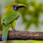 One of the iconic tropical birds of Costa Rica: the rainbow-hued Northern Emerald Toucanet (image by Gin Wilde)