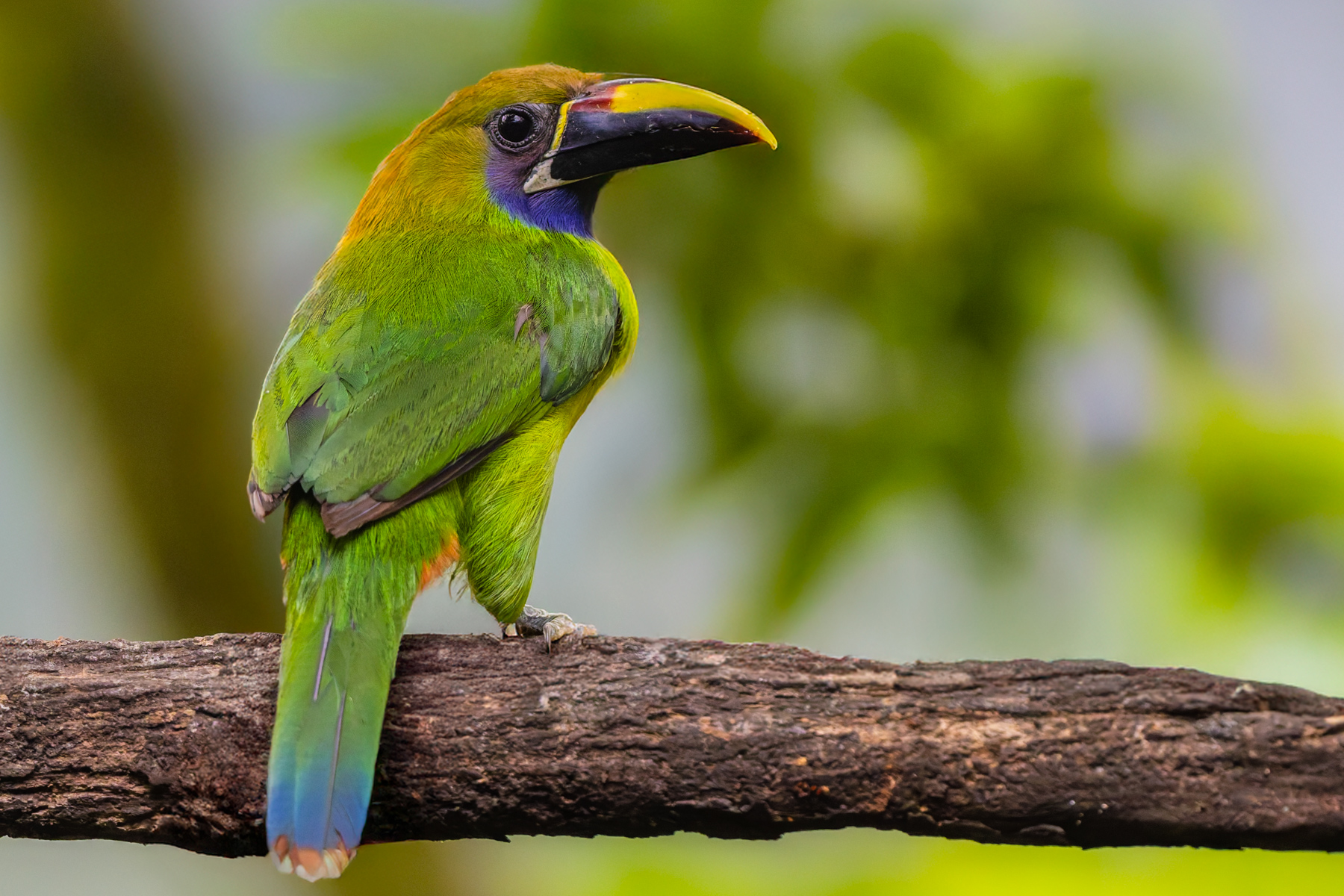 One of the iconic tropical birds of Costa Rica: the rainbow-hued Northern Emerald Toucanet (image by Gin Wilde)