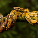 I've never seen a Boa Imperator (constrictor) in real life before. And I wasn't prepared for quite how stunning these snakes are; simply mesmerising animals (image by Gin Wilde)