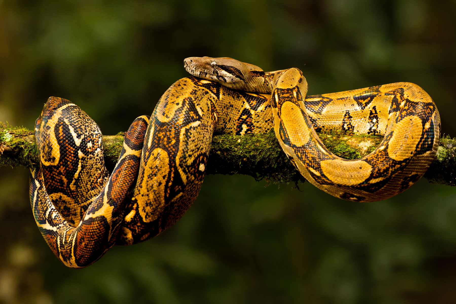 I've never seen a Boa Imperator (constrictor) in real life before. And I wasn't prepared for quite how stunning these snakes are; simply mesmerising animals (image by Gin Wilde)