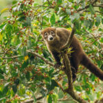 'Busted!' A cheeky-faced White-nosed Coati, snapped moments after he gorged on berries from this Hackberry tree (image by Gin Wilde)