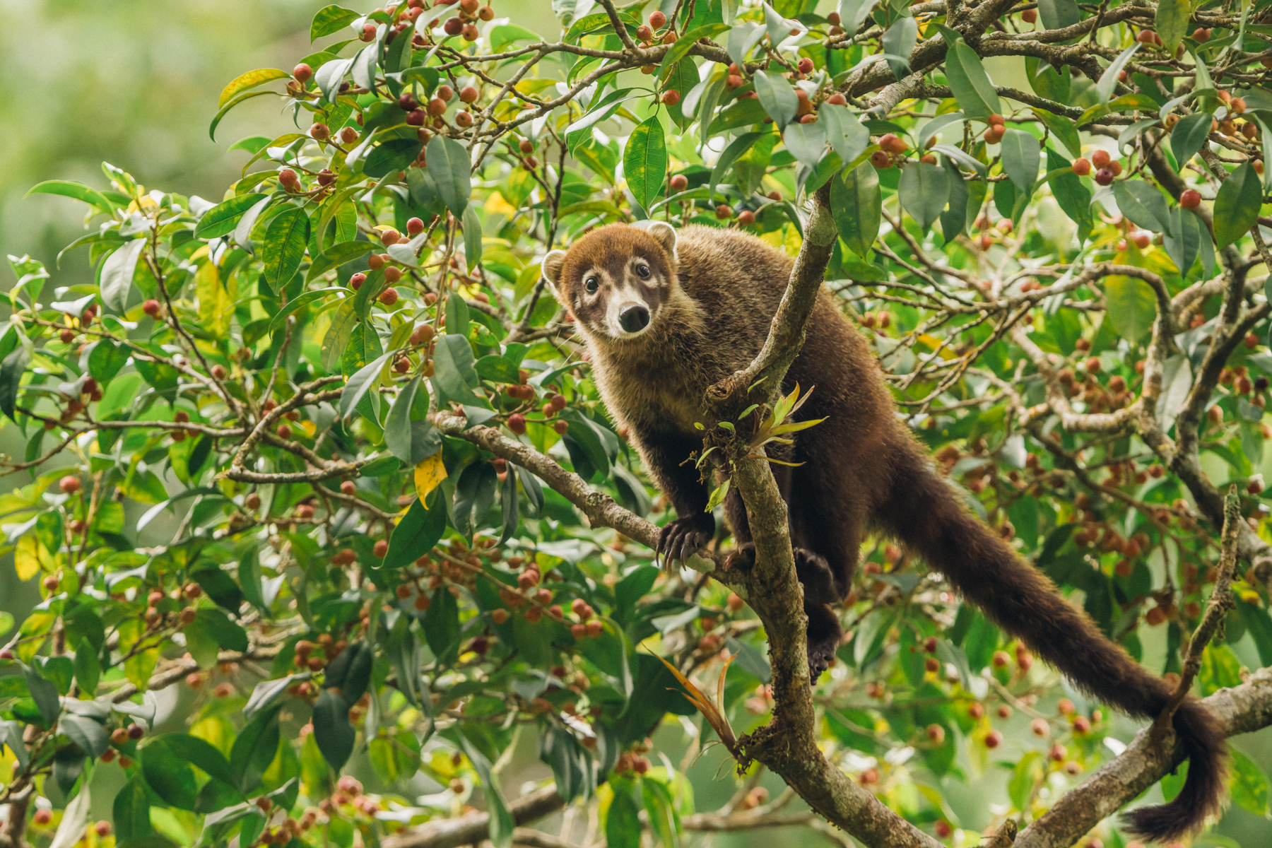 'Busted!' A cheeky-faced White-nosed Coati, snapped moments after he gorged on berries from this Hackberry tree (image by Gin Wilde)