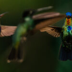 The jewelled beauty that is the Fiery-throated Hummingbird can display shades of orange, red, yellow and blue on its throat, depending on the angle of light and movement of its feathers (image by Gin Wilde)