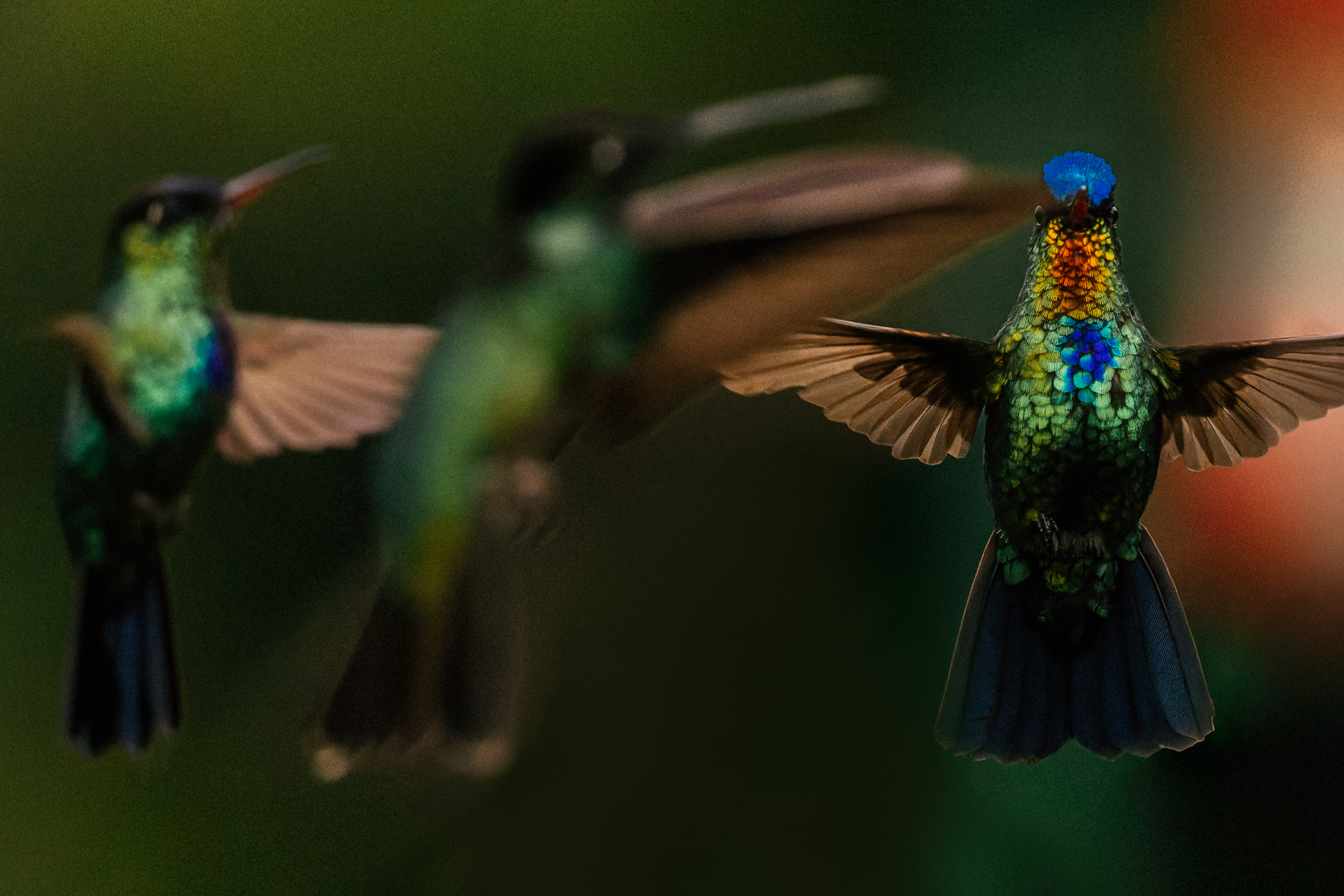 The jewelled beauty that is the Fiery-throated Hummingbird can display shades of orange, red, yellow and blue on its throat, depending on the angle of light and movement of its feathers (image by Gin Wilde)