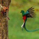 During breeding season (our time in Costa Rica) male Resplendent Quetzals grow elongated upper tail feathers that form a long flowing train of iridescent turquoise streamers (image by Gin Wilde)