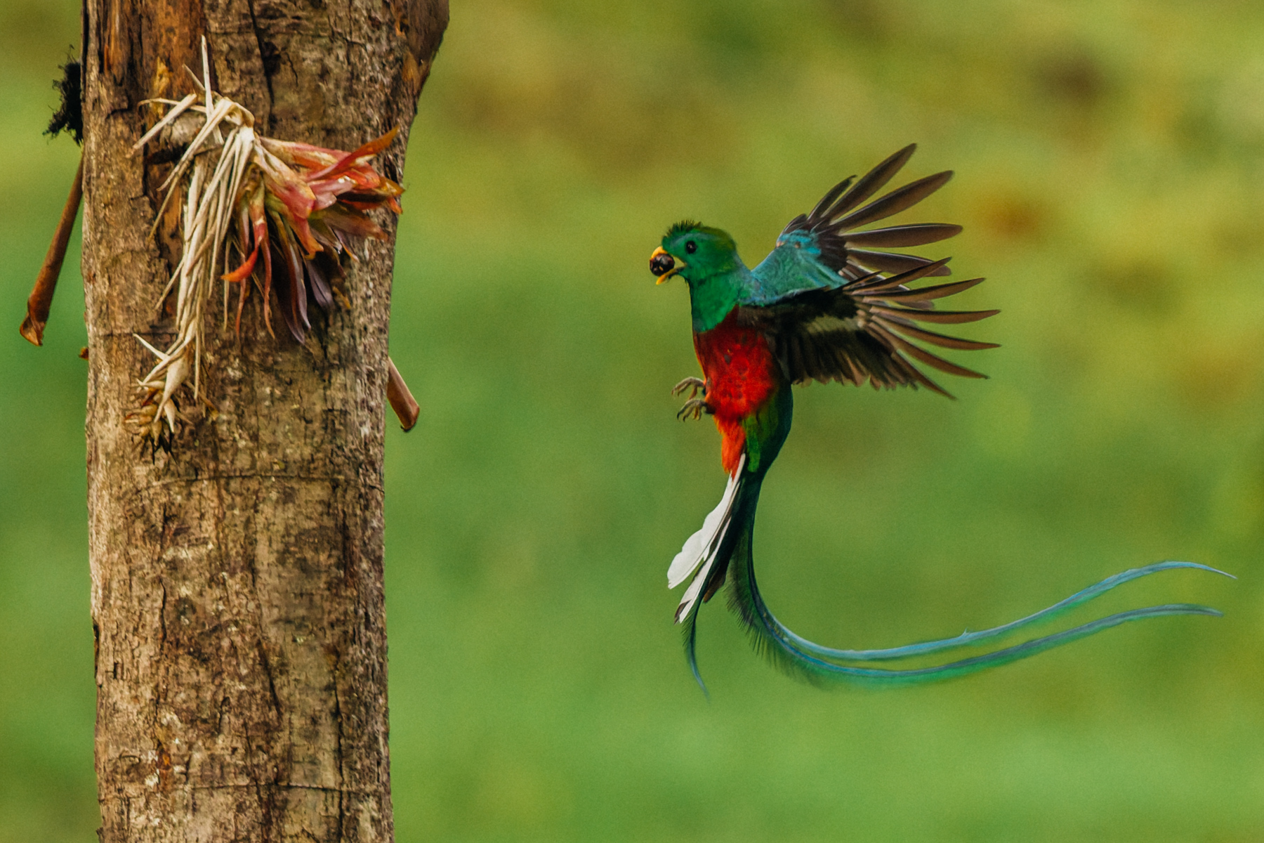 During breeding season (our time in Costa Rica) male Resplendent Quetzals grow elongated upper tail feathers that form a long flowing train of iridescent turquoise streamers (image by Gin Wilde)