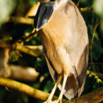 The nocturnal Boat-billed Heron is a treat to see on any boat trip in Central and South America. This bizarre-looking bird mostly comes out at night to feed along the edge of rivers (image by Gin Wilde)