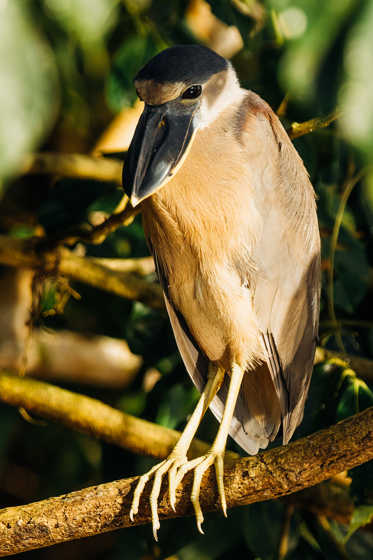 The nocturnal Boat-billed Heron is a treat to see on any boat trip in Central and South America. This bizarre-looking bird mostly comes out at night to feed along the edge of rivers (image by Gin Wilde)