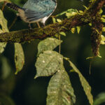 The female Amazon Kingfisher is a handsome bird, with oily-green and white plumage and a tufted head (image by Gin Wilde)