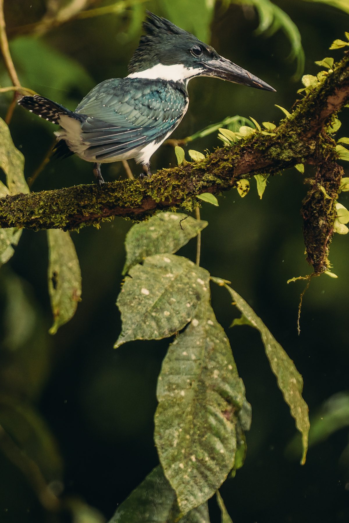The female Amazon Kingfisher is a handsome bird, with oily-green and white plumage and a tufted head (image by Gin Wilde)