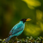 The wonderful turquoise colouration of the male Green Honeycreeper make it a favourite among forest bird lovers (image by Gin Wilde)