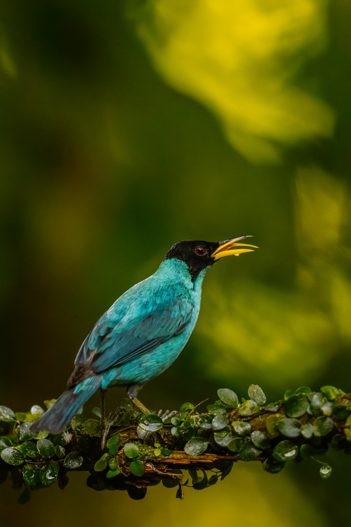 The wonderful turquoise colouration of the male Green Honeycreeper make it a favourite among forest bird lovers (image by Gin Wilde)