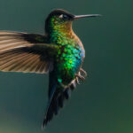 A Fiery-throated Hummingbird - so captivating-looking with its iridescent rainbow plumage - puffs out its chest, in the cloud forests of Costa Rica (image by Gin Wilde)