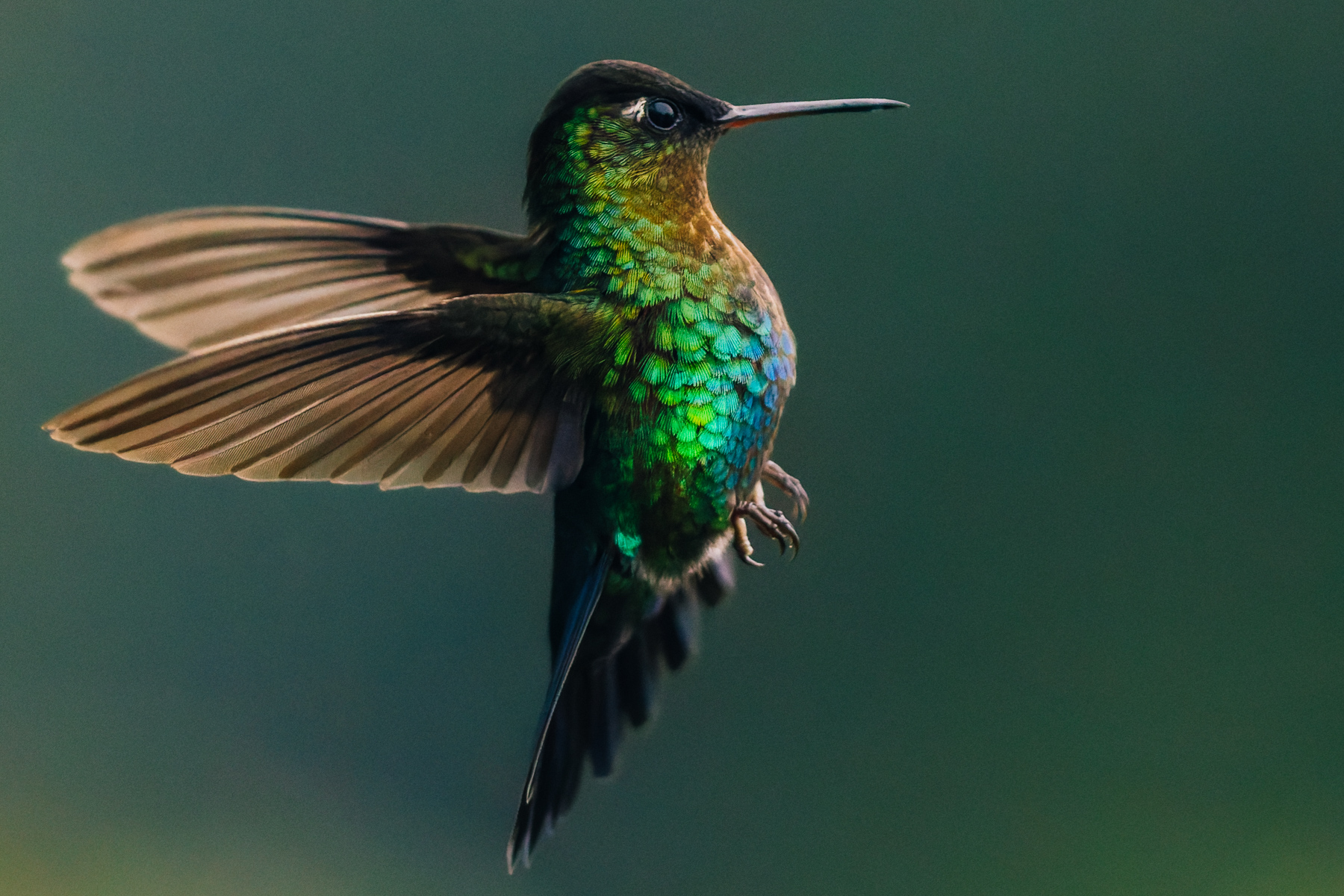 A Fiery-throated Hummingbird - so captivating-looking with its iridescent rainbow plumage - puffs out its chest, in the cloud forests of Costa Rica (image by Gin Wilde)