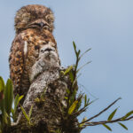 A proud Great Potoo mother guards her chick in Costa Rica's Heredia Province. These are shy and solitary birds, often unseen because they resemble the tip of the tree stumps they love to perch on (image by Gin Wilde)