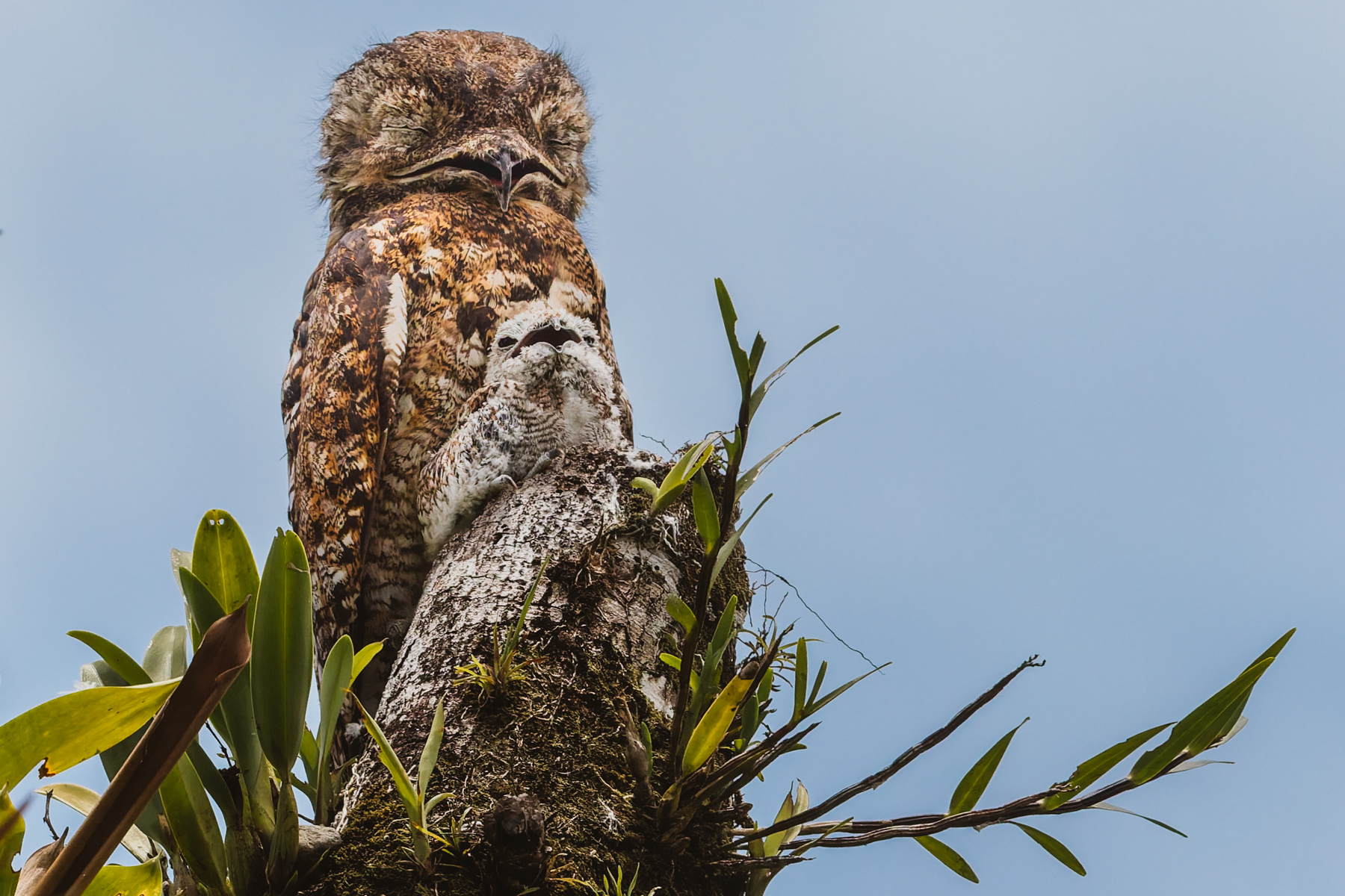 A proud Great Potoo mother guards her chick in Costa Rica's Heredia Province. These are shy and solitary birds, often unseen because they resemble the tip of the tree stumps they love to perch on (image by Gin Wilde)