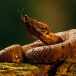 Tasting the air, a Hognosed Pit Viper in the Heredia Province of Costa Rica (image by Gin Wilde)