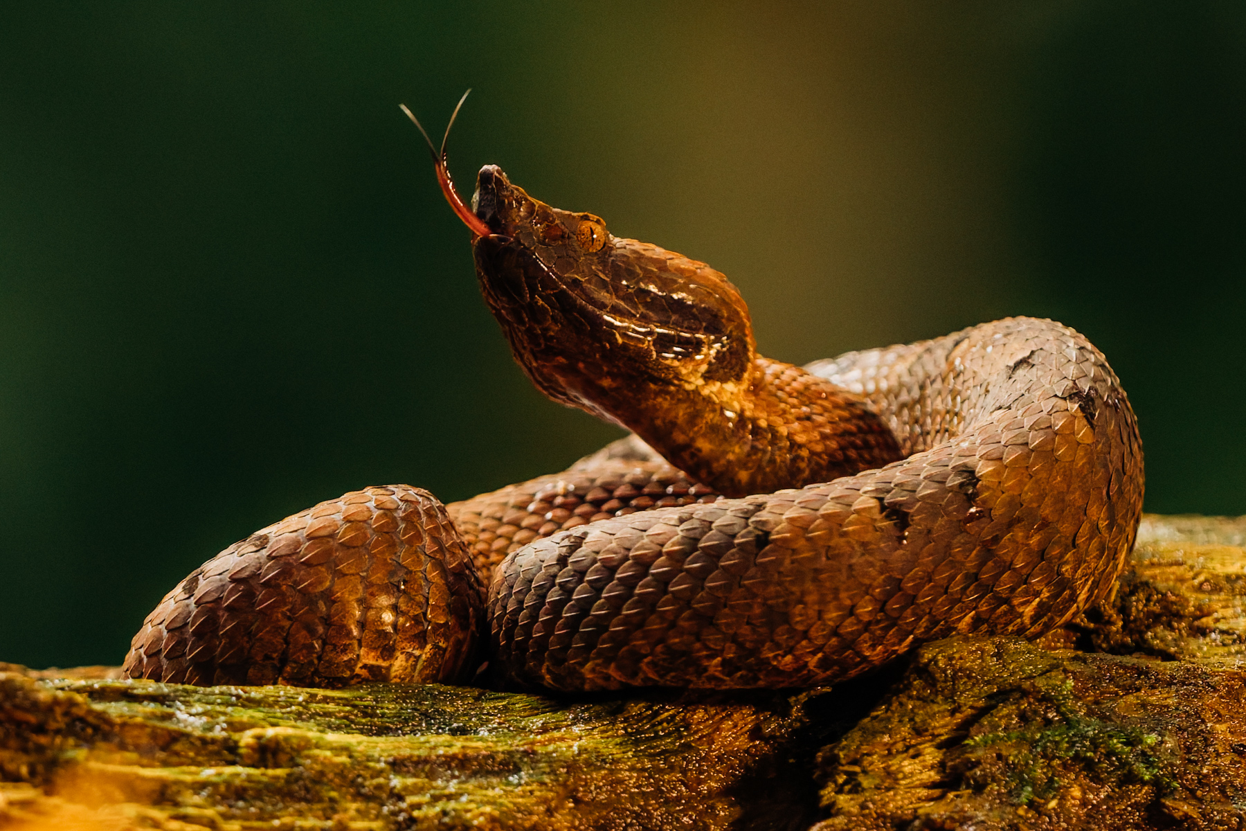 Tasting the air, a Hognosed Pit Viper in the Heredia Province of Costa Rica (image by Gin Wilde)