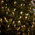One of those sights that never fail to enchant me on birding cruises: a tree of egrets (here, Cattle Egrets) roosting communally (image by Gin Wilde)