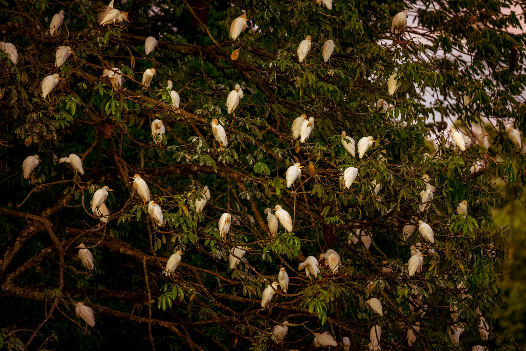 One of those sights that never fail to enchant me on birding cruises: a tree of egrets (here, Cattle Egrets) roosting communally (image by Gin Wilde)