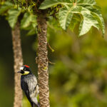 A handsome Acorn Woodpecker - one of 14 woodpecker species in Costa Rica. Acorn Woodpeckers are well known for stashing large numbers of acorns in telephone poles and tree trunks (image by Gin Wilde)