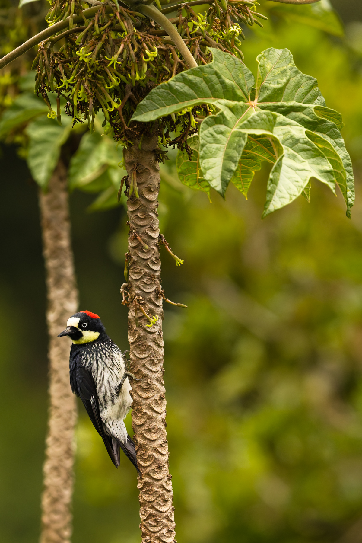 A handsome Acorn Woodpecker - one of 14 woodpecker species in Costa Rica. Acorn Woodpeckers are well known for stashing large numbers of acorns in telephone poles and tree trunks (image by Gin Wilde)
