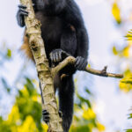 A curious-looking Mantled Howler Monkey checks out what we're up to in Heredia Province, Costa Rica (image by Gin Wilde)