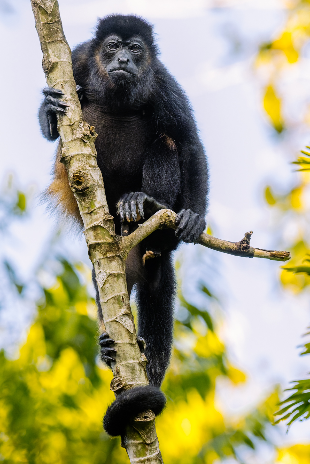 A curious-looking Mantled Howler Monkey checks out what we're up to in Heredia Province, Costa Rica (image by Gin Wilde)