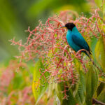 The colours of Costa Rica are endlessly joyful. Here, a male Green Honeycreeper - sporting its turquoise plumage - stands out against the green and pink of its tropical plant home (image by Gin Wilde)