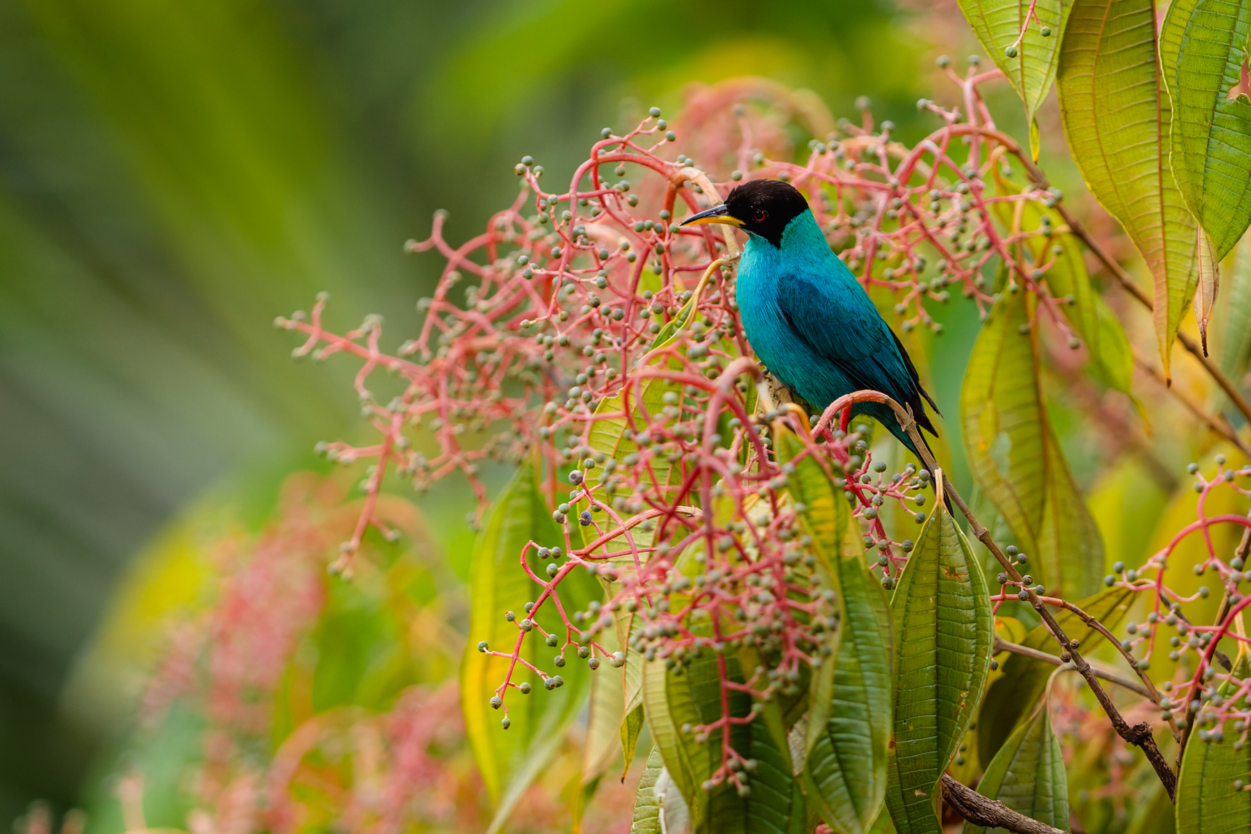 The colours of Costa Rica are endlessly joyful. Here, a male Green Honeycreeper - sporting its turquoise plumage - stands out against the green and pink of its tropical plant home (image by Gin Wilde)