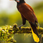 The spectacular Montezuma Oropendola. A gorgeous tropical lowland bird - with a name that goes out of its way to batter you with syllables (image by Gin Wilde)
