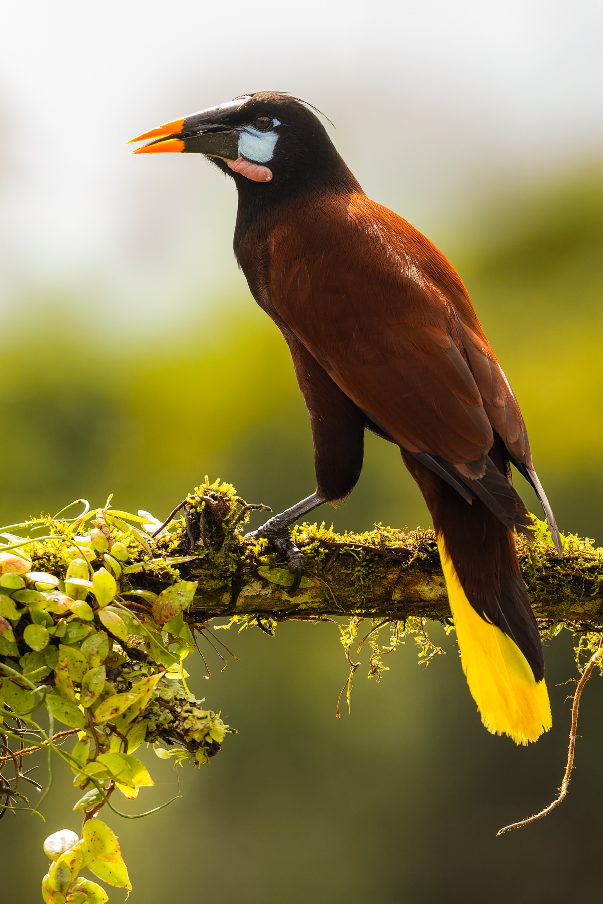 The spectacular Montezuma Oropendola. A gorgeous tropical lowland bird - with a name that goes out of its way to batter you with syllables (image by Gin Wilde)
