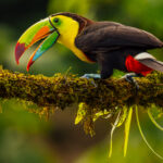 The Keel-billed Toucan - also known as the Rainbow-billed Toucan - is famed for its colourful bill, which makes up about one third of its body length! (image by Gin Wilde)
