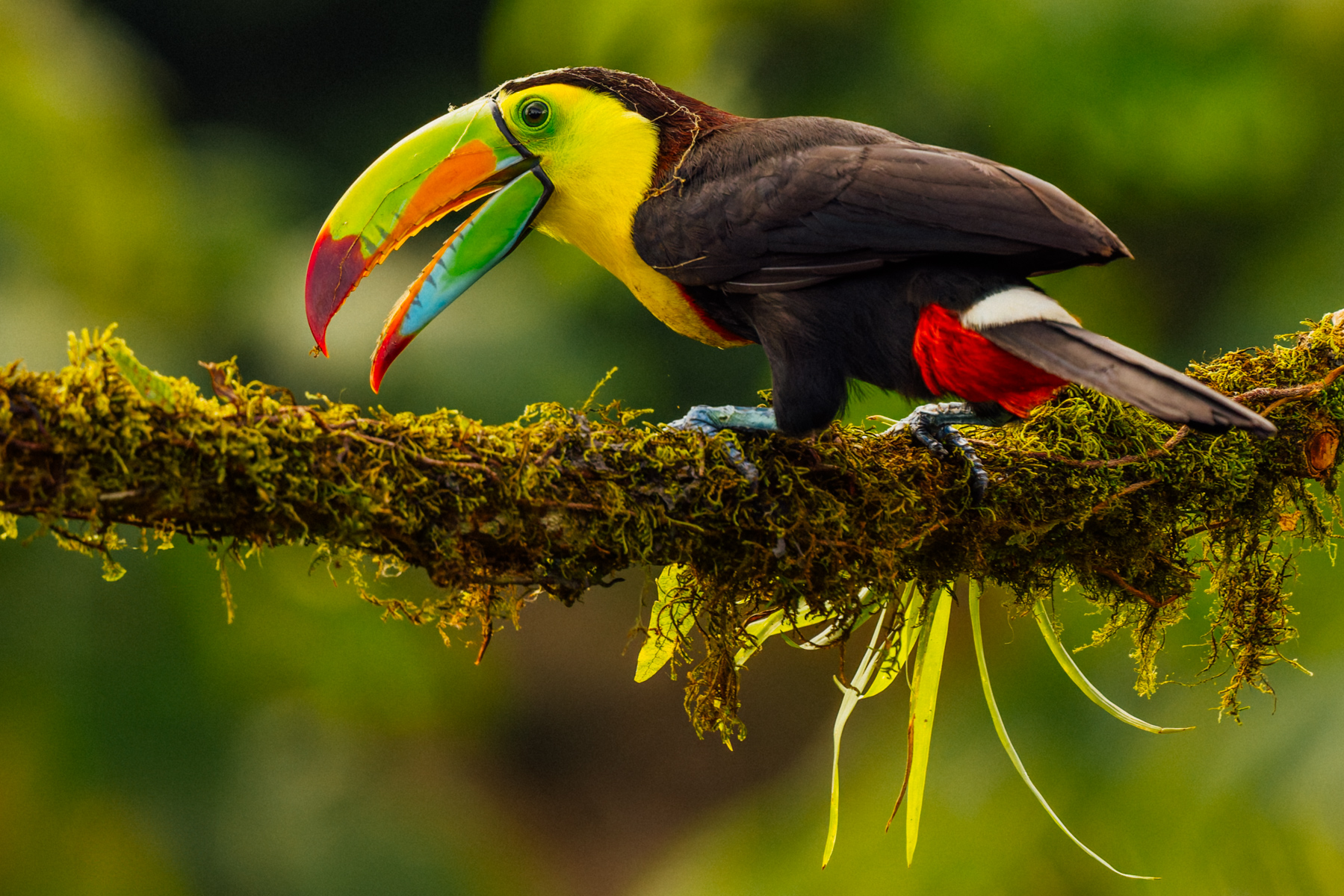 The Keel-billed Toucan - also known as the Rainbow-billed Toucan - is famed for its colourful bill, which makes up about one third of its body length! (image by Gin Wilde)