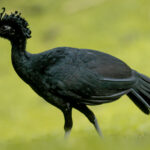 A male Great Curassow strutted around the gardens of the Arenal Observatory Lodge, after spending the morning singing high in the canopy: a surprisingly low-pitched, booming sound (image by Gin Wilde)