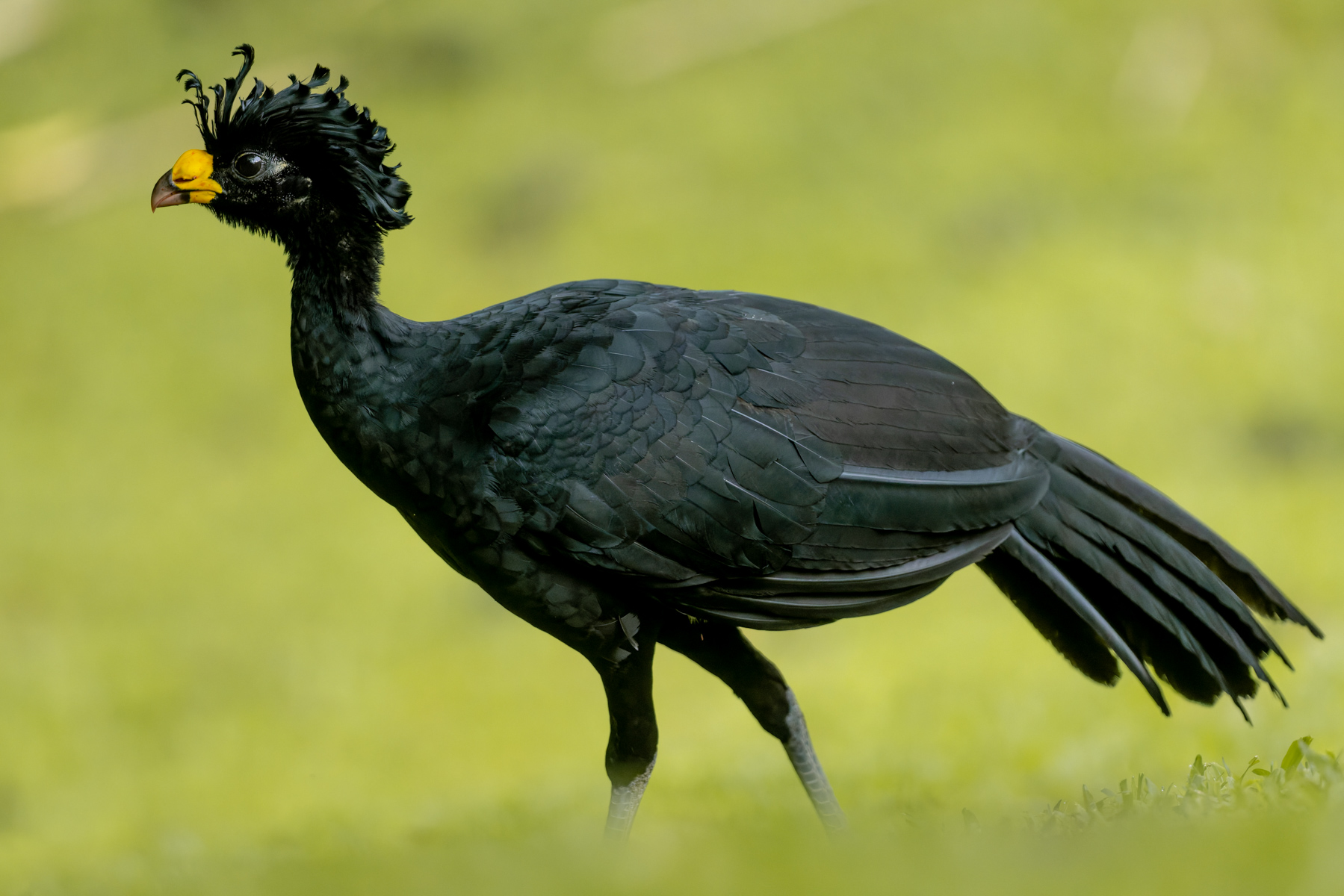 A male Great Curassow strutted around the gardens of the Arenal Observatory Lodge, after spending the morning singing high in the canopy: a surprisingly low-pitched, booming sound (image by Gin Wilde)