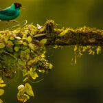 The male Green Honeycreeper - sporting a turquoise colouration unusual in bird species - hops along a branch in Costa Rica's lowland forest (image by Gin Wilde)