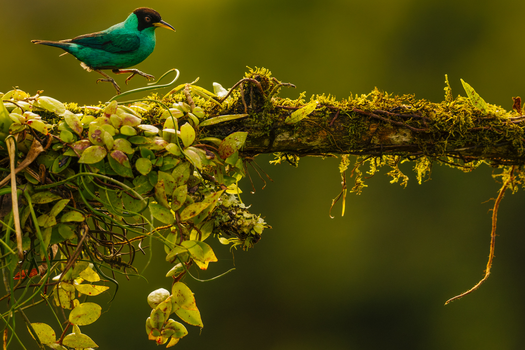 The male Green Honeycreeper - sporting a turquoise colouration unusual in bird species - hops along a branch in Costa Rica's lowland forest (image by Gin Wilde)