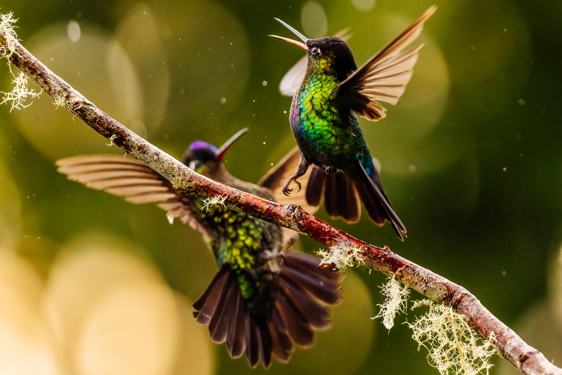 'Fight Club, Hummingbird-style!' Fiery-throated Hummingbirds are known for their fierce defence of their favoured patch of flowers (image by Gin Wilde)