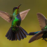 If you wait for a Fiery-throated Hummingbird to turn its head, you're met with a real sight: a striking metallic blue crown and orange iridescent chin (image by Gin Wilde)