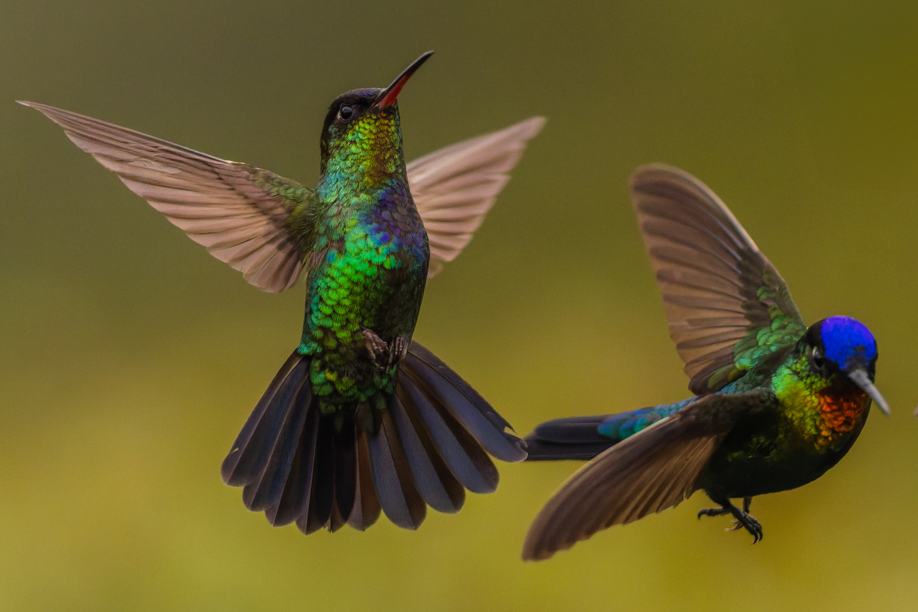 If you wait for a Fiery-throated Hummingbird to turn its head, you're met with a real sight: a striking metallic blue crown and orange iridescent chin (image by Gin Wilde)