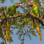 Great Green Macaws are enormous lime-green parrots with a strikingly long tail. Their loud, raucous calls can be heard from half a mile away (image by Gin Wilde)