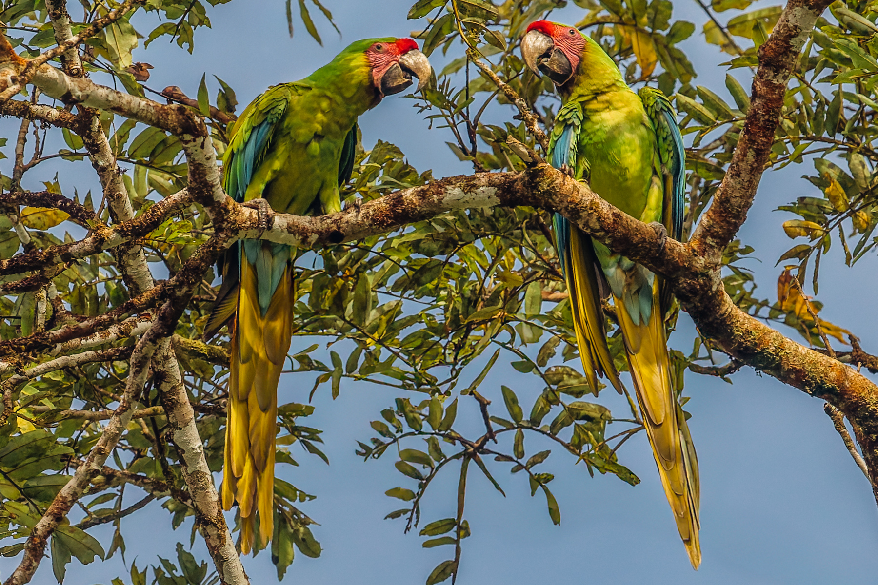 Great Green Macaws are enormous lime-green parrots with a strikingly long tail. Their loud, raucous calls can be heard from half a mile away (image by Gin Wilde)