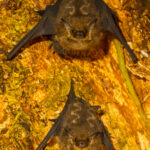 Two Lesser White-lined Bats roost close together, with their lightning bolt stripes visible in their back fur (image by Gin Wilde)